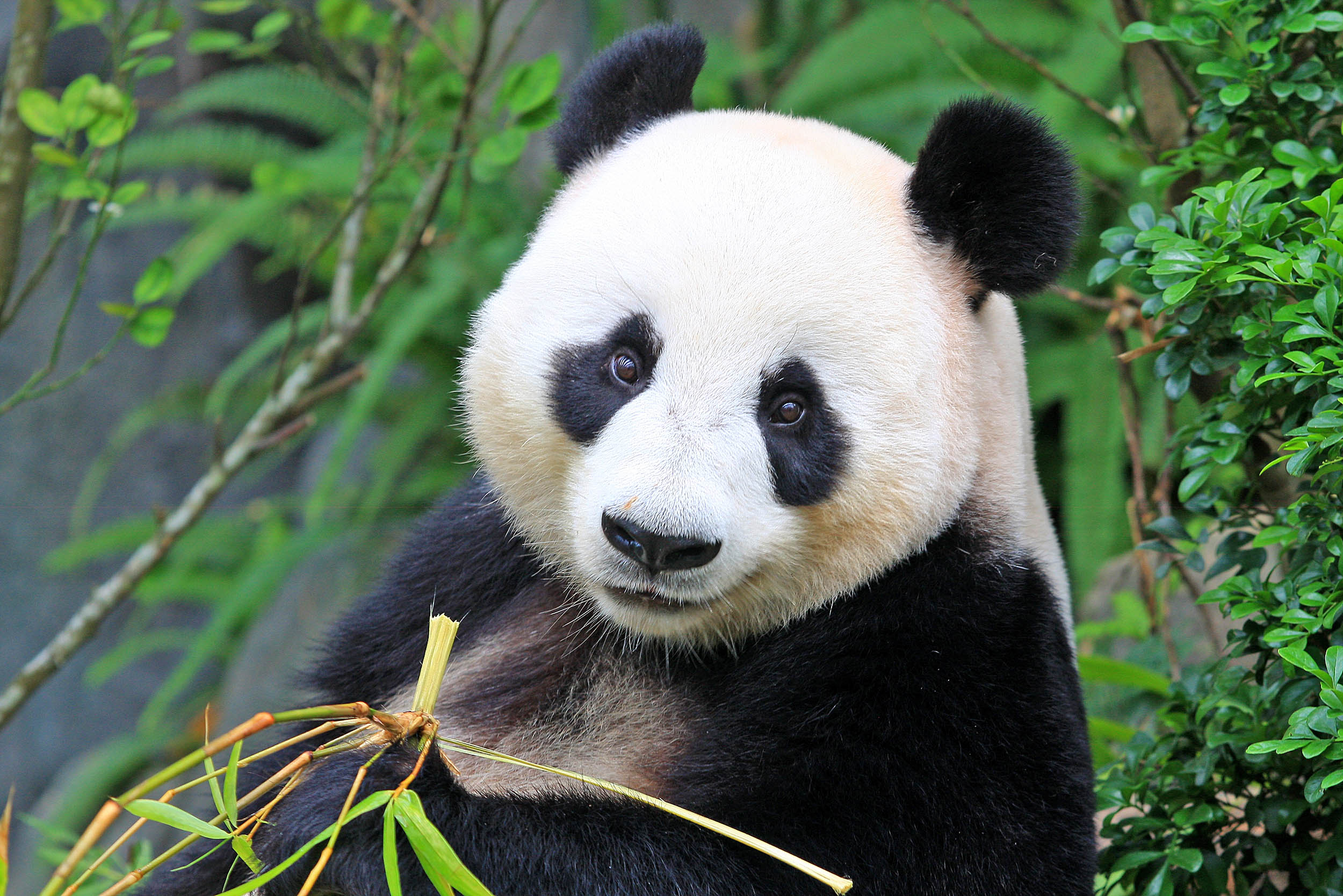 El oso panda deja de ser una especie en peligro en China
