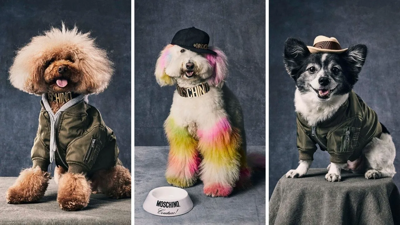 Moschino lanza su colección Moschino Pets para mascotas