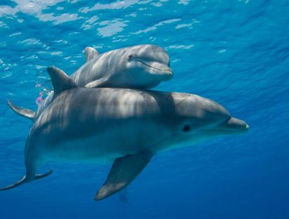 Delfines, la inesperada “arma de guerra” de Rusia contra Ucrania