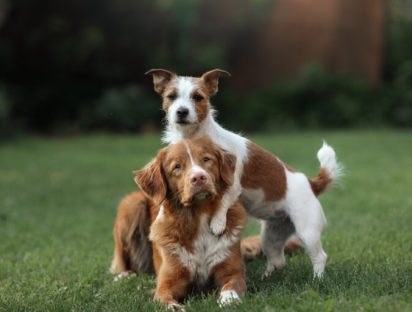 La raza de los perros no determina su personalidad, según estudio
