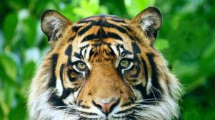 ¡Buenas noticias! Hay un 40 por ciento más de tigres salvajes de los que se creía