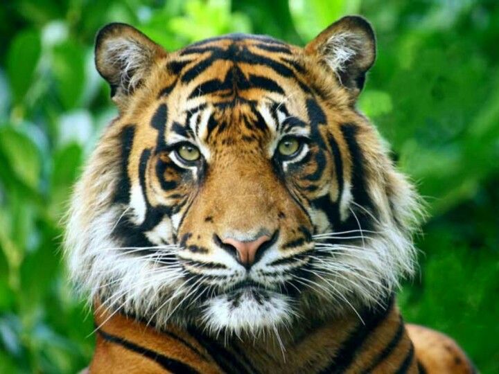 ¡Buenas noticias! Hay un 40 por ciento más de tigres salvajes de los que se creía