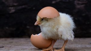 Científicos descifraron el enigma sobre el huevo y la gallina ¿Qué vino primero?