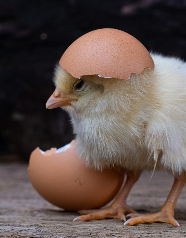 Científicos descifraron el enigma sobre el huevo y la gallina ¿Qué vino primero?