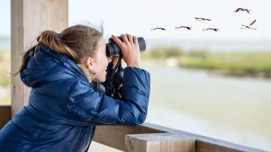 Según estudio observar a los pájaros mejora la salud mental