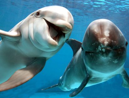 Abren el primer hospital de delfines en la playa con más varamientos en el mundo