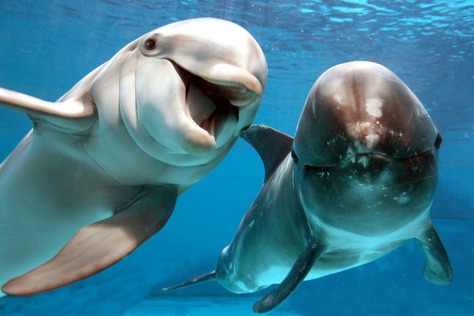 Abren el primer hospital de delfines en la playa con más varamientos en el mundo