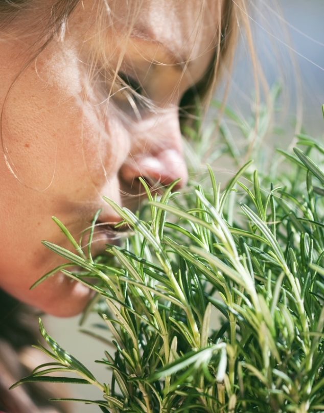 Esta hierba ayuda a mejorar la memoria ¡y la tienes en tu cocina!