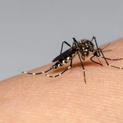 Dengue en Chile: ¿Cuáles son los síntomas y qué hacer si existe el contagio?