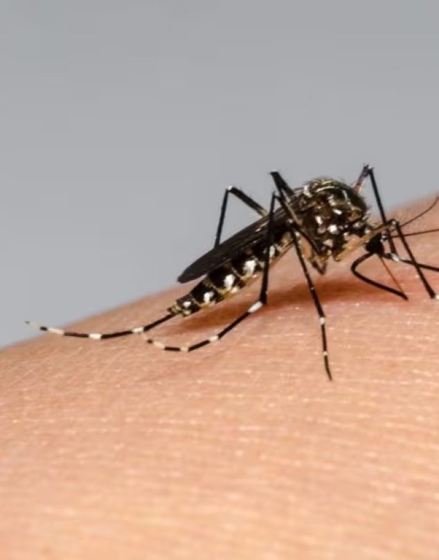 Dengue en Chile: ¿Cuáles son los síntomas y qué hacer si existe el contagio?