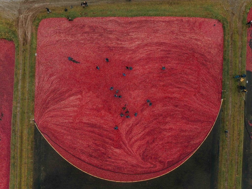 Cosecha de cranbierres.