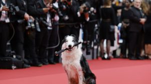 Messi, el perrito que se robó la atención en la alfombra roja de Cannes