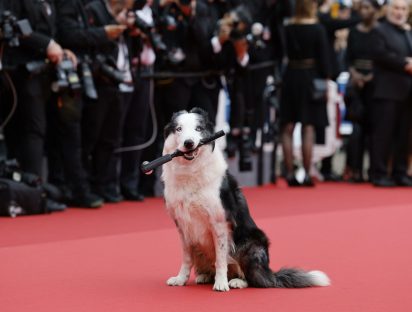 Messi, el perrito que se robó la atención en la alfombra roja de Cannes