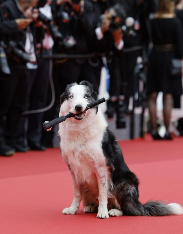 Messi, el perrito que se robó la atención en la alfombra roja de Cannes