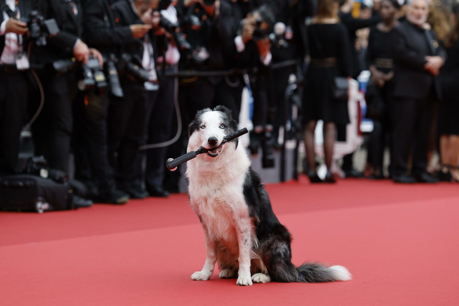 Messi, el perrito que se robó la atención en la alfombra roja de Cannes