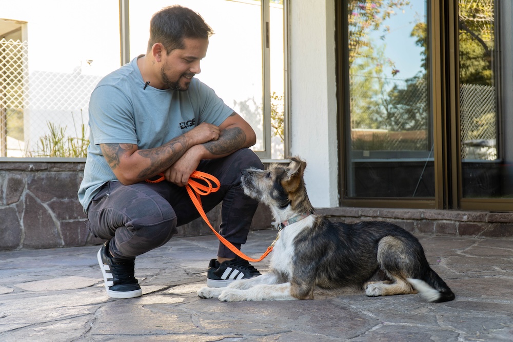 Mejora el bienestar de tu perro con Dog Gym, el gimnasio canino definitivo