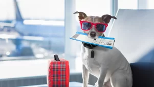 Nace Bark Air: la primera línea aérea para perros