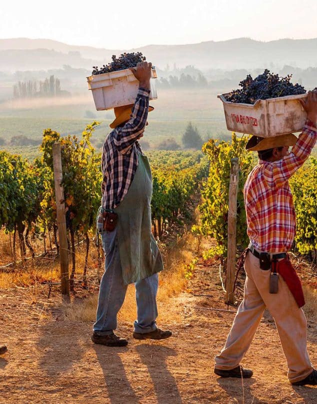 Maule: Mar, vino y helados premiados a nivel mundial