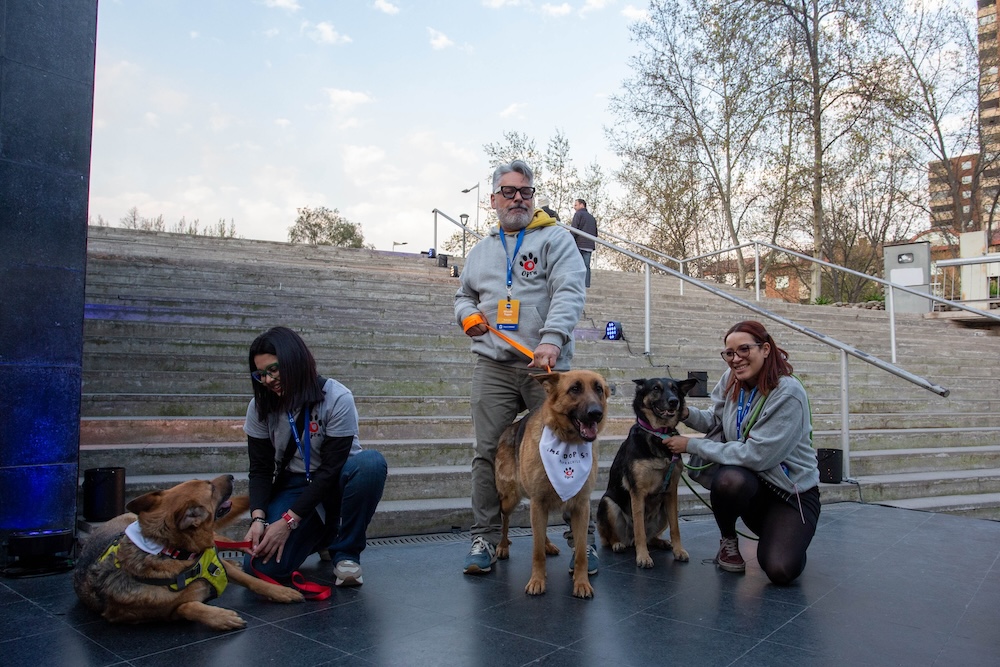 Pedigreeadoptame.cl busca cambiar la vida de miles de perros callejeros