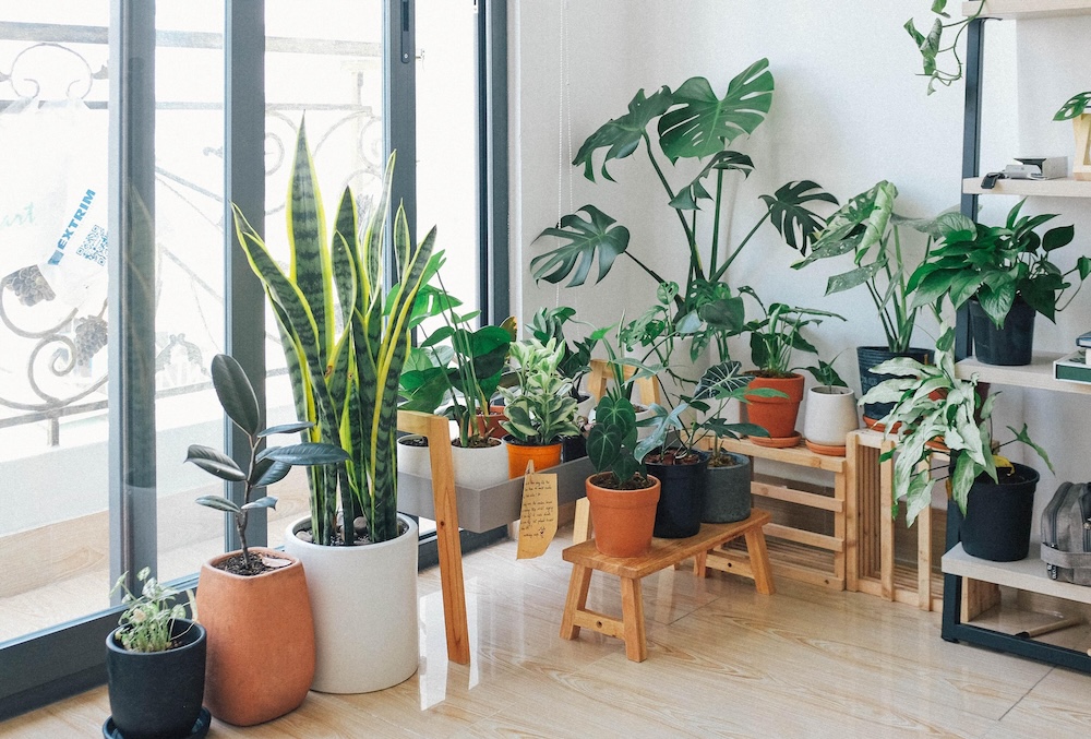 La planta de interior que te traerá buena suerte en el amor, según el Feng Shui
