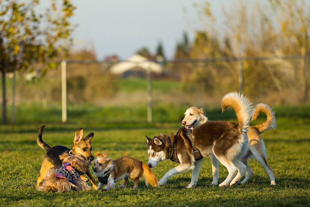 ¡Confirmado! Chile tendrá su primer parque de diversiones para perros