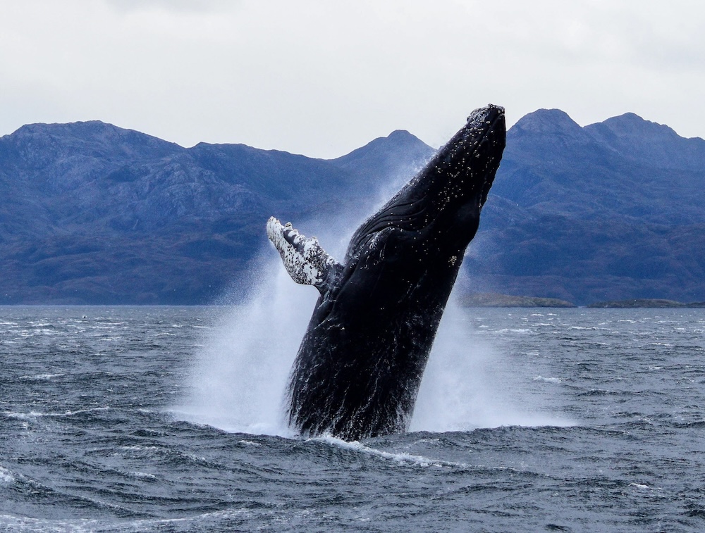 Patagonia chilena: Donde la magia de las ballenas se encuentra con la majestuosidad de Torres del Paine