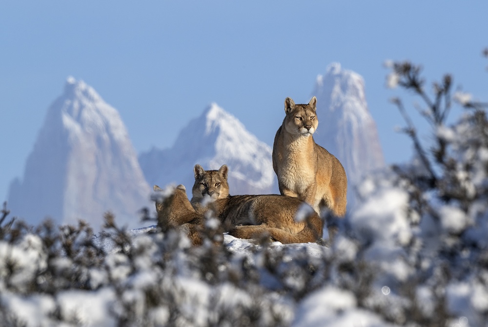 Hotel de la Patagonia es reconocido a nivel mundial por conservación de la vida silvestre