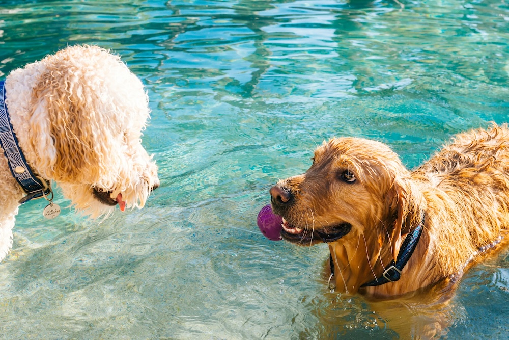 La nueva era pet friendly: El auge de las experiencias recreativas para perros en Chile