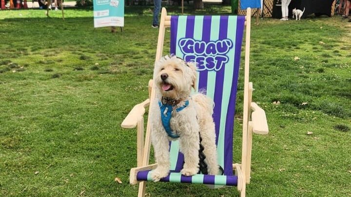 GuauFest: El primer festival perruno del país