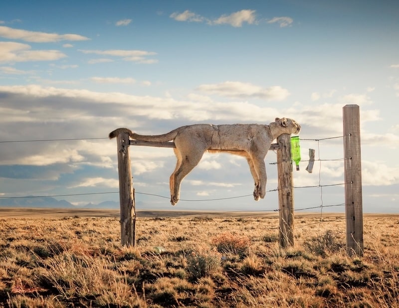 Fotógrafo chileno obtiene primer lugar en concurso internacional por impactante foto de puma