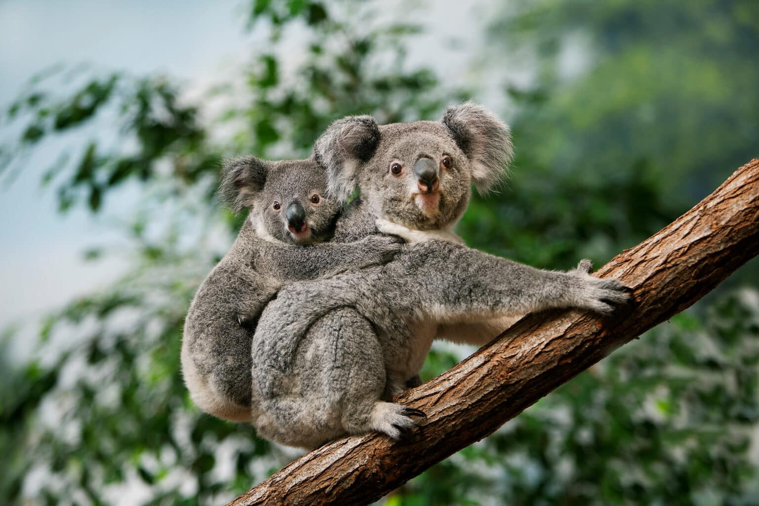 Revelan nuevo comportamiento de los koalas por culpa del cambio climático