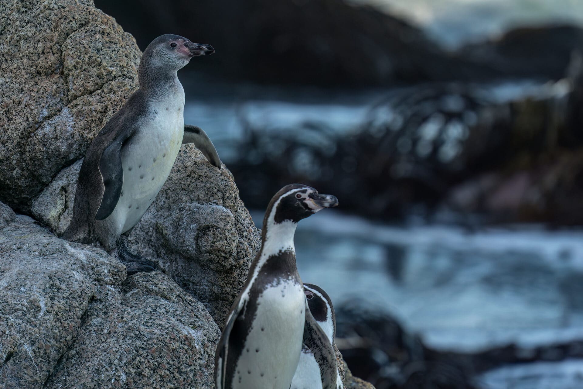 Chile identifica una nueva especie de pingüino, la primera descrita en más de un siglo