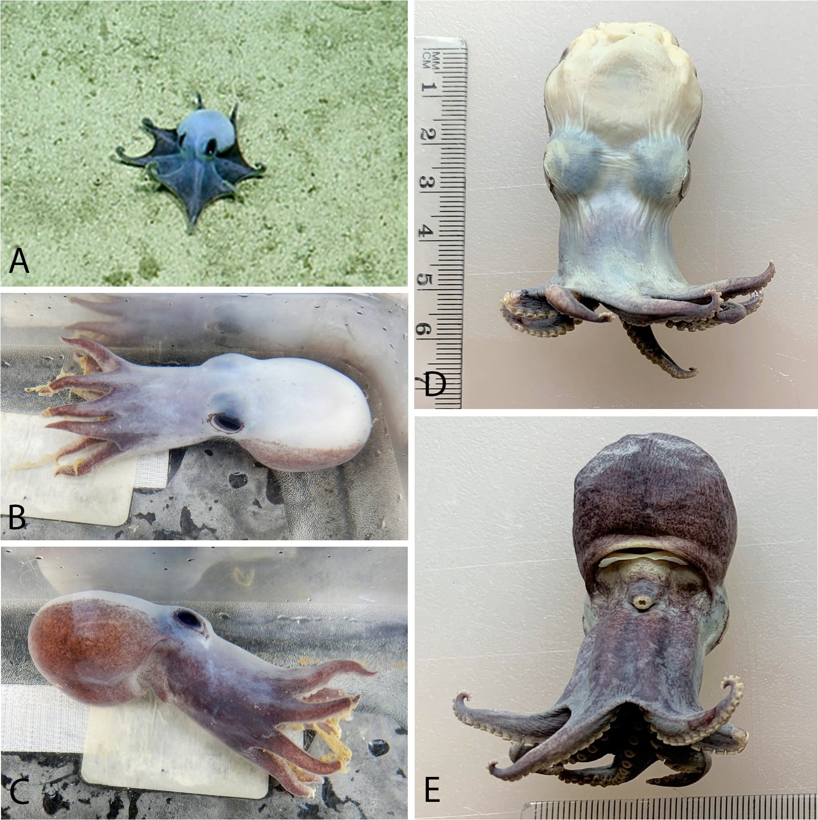 Descubren un raro y diminuto pulpo azul en las islas Galápagos