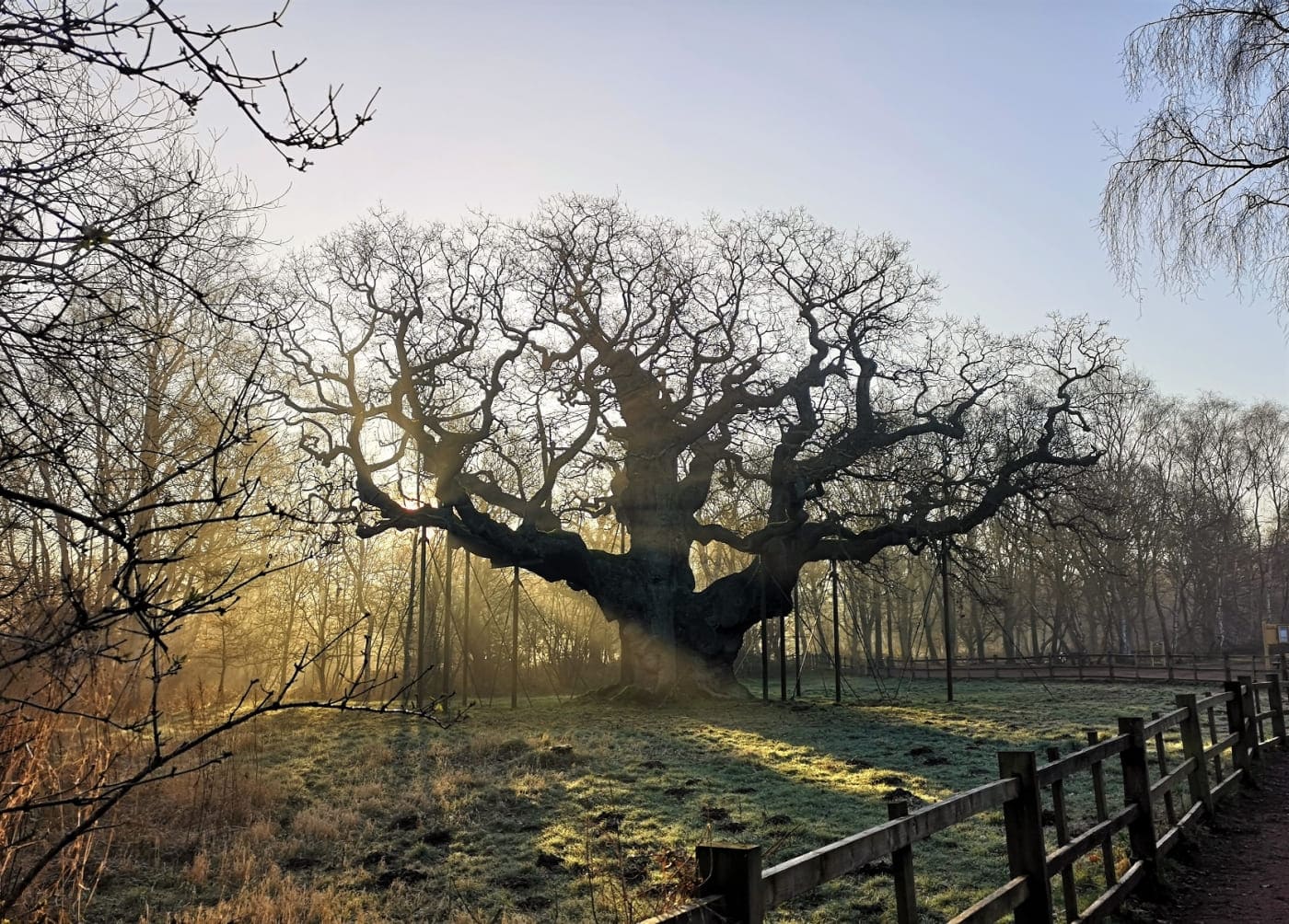Confirman la muerte del Major Oak, el legendario árbol vinculado a Robin Hood