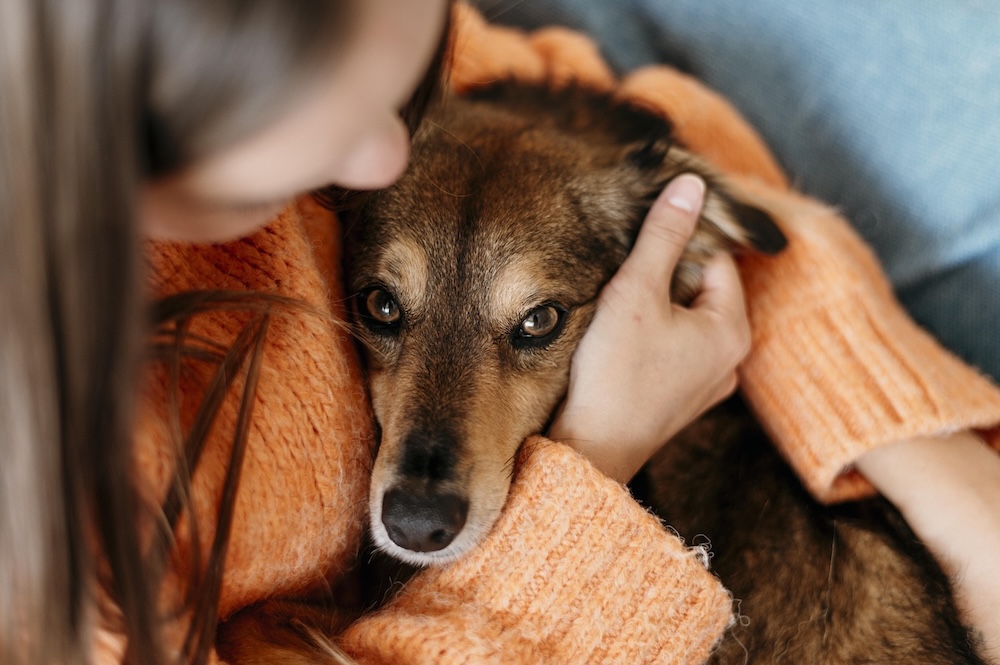 Cómo cuidar la salud de tu perro en la temporada más fría del año