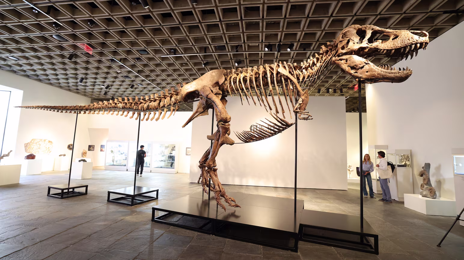 Fósil de T. rex rompe récord y se convierte en el más caro de la historia