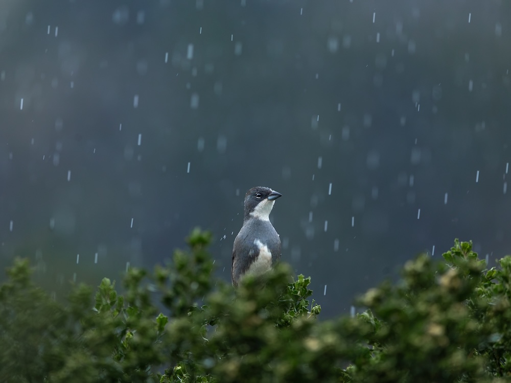 ¿Abrigos invisibles y esponjas gigantescas? Conoce 5 secretos de la naturaleza para enfrentar las lluvias torrenciales