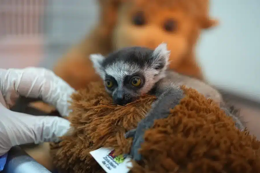 El heredero del monito Punch: un lémur conmueve al aferrarse a un peluche