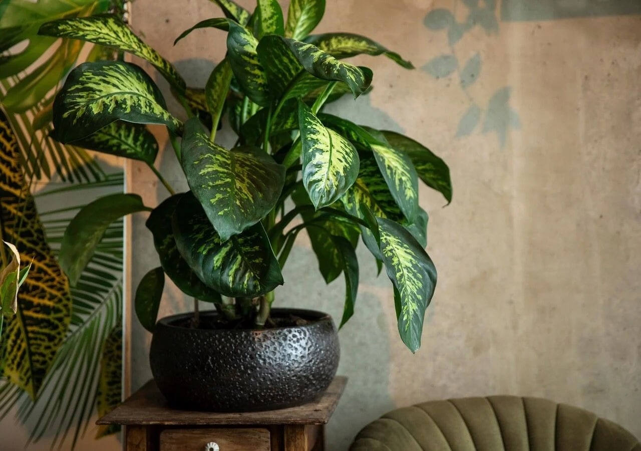 Plantas de interior que necesitan poca luz y son fáciles de cuidar