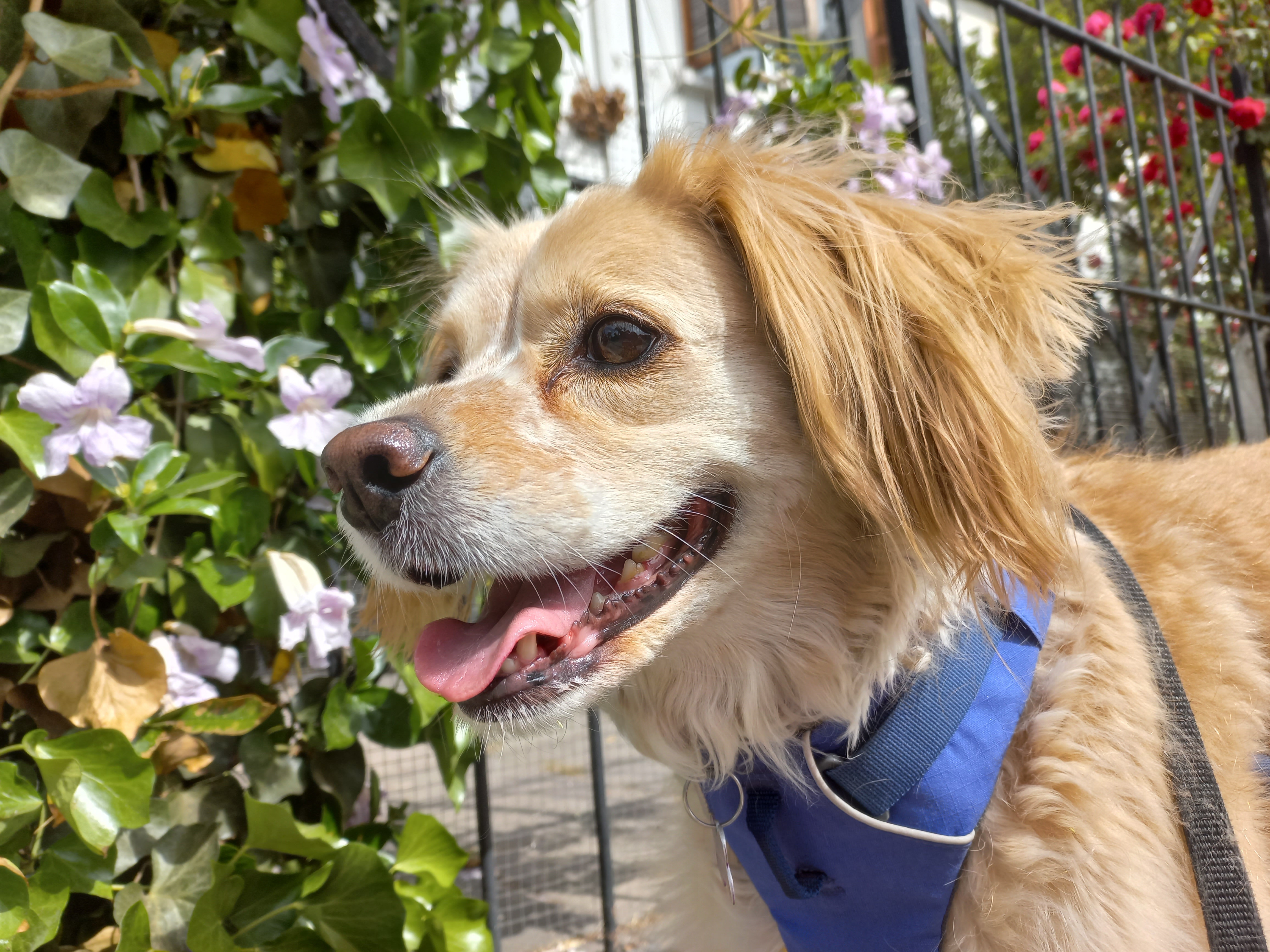 Más que mascotas: perros y gatos se consolidan como parte de las familias chilenas
