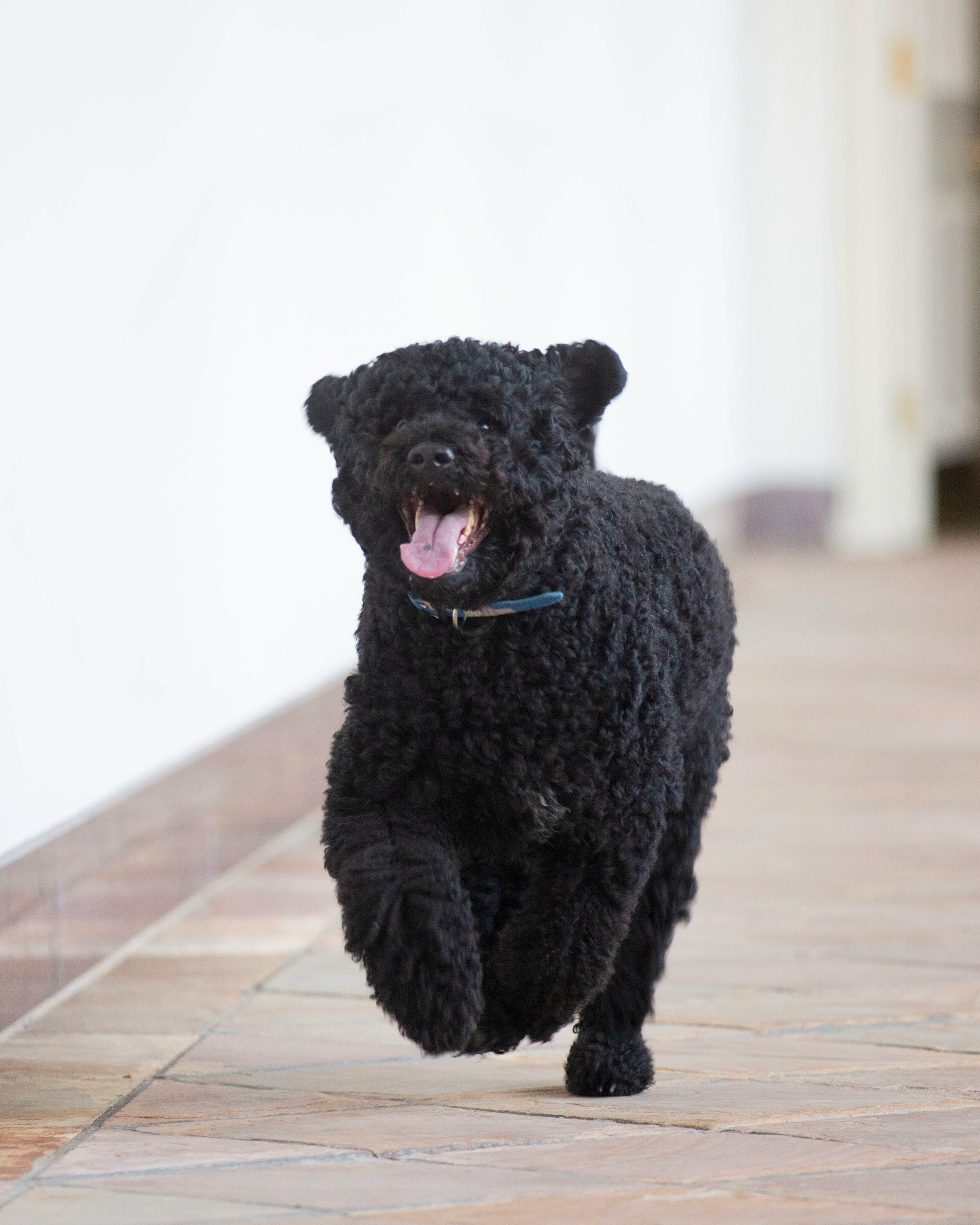 Muere Sunny, la querida perrita de la familia Obama
