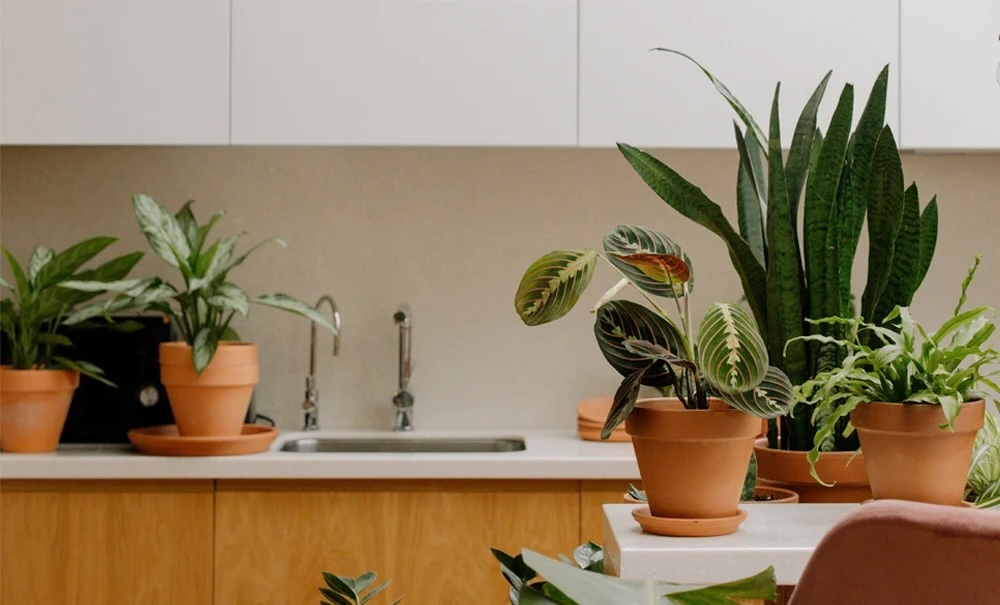 La planta más fácil de cuidar para quienes no tienen mucho tiempo