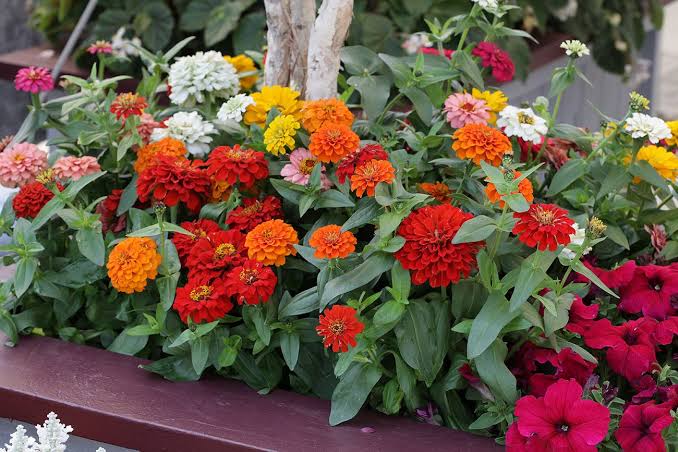 Cuatro plantas para sembrar en septiembre y llenar de color tus terrazas o jardines