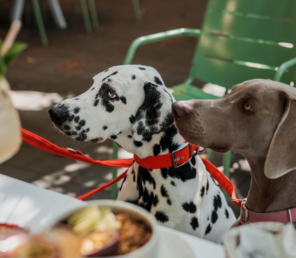 Pet friendly: bares, cafeterías y restaurantes con menú para perros