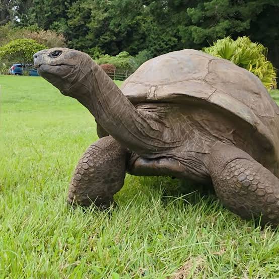 Jonathan, la tortuga de 194 años, revela el secreto de su longevidad